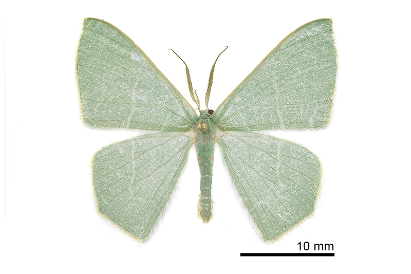 Pelagodes semengok Male